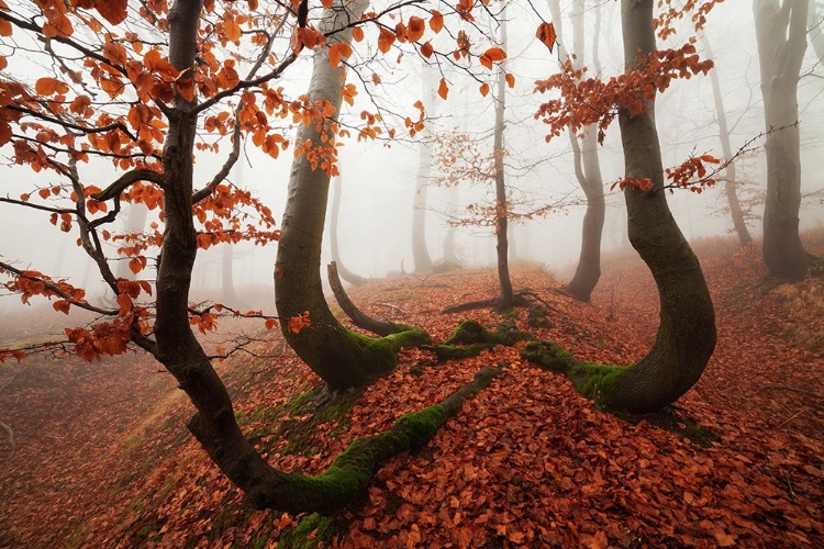 Picture of FAIRYTALE FOREST