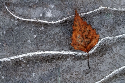 Picture of FROZEN LEAF