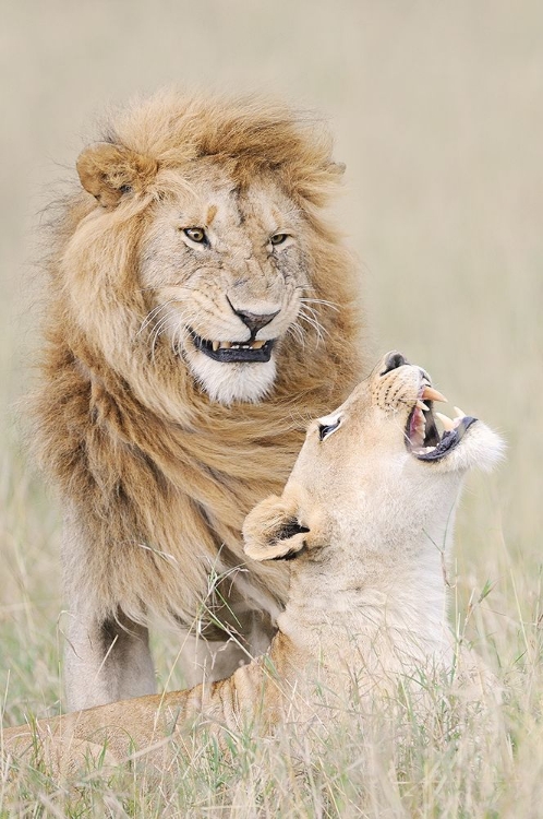 Picture of LION LOVER