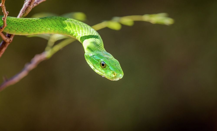 Picture of THE GREEN MAMBA