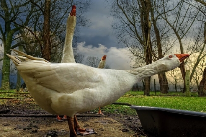 Picture of THE 3 GEESE