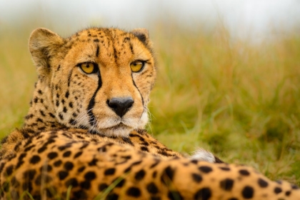 Picture of CHEETAH STARE