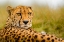 Picture of CHEETAH STARE