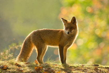 Picture of RED FOX