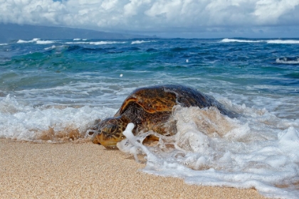 Picture of FROM THE SEA