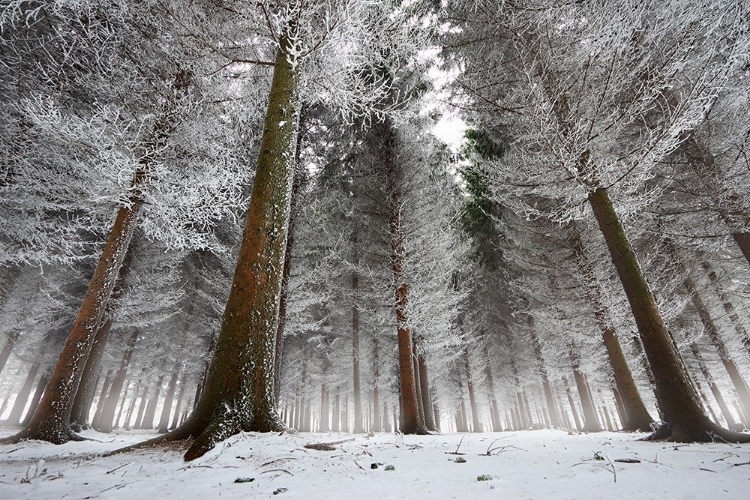 Picture of MORNING IN THE FOREST