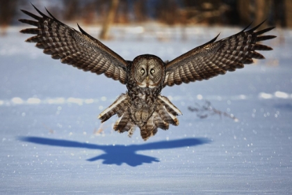 Picture of IN YOUR FACE - GREAT GREY OWL