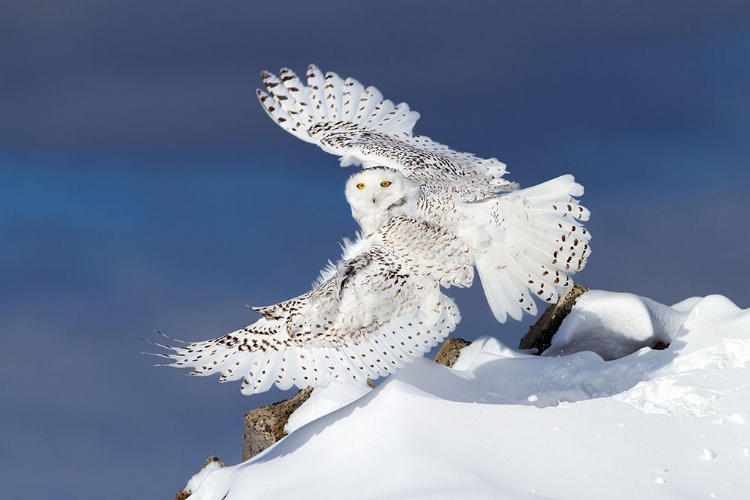 Picture of SNOWY OWL IN FLIGHT