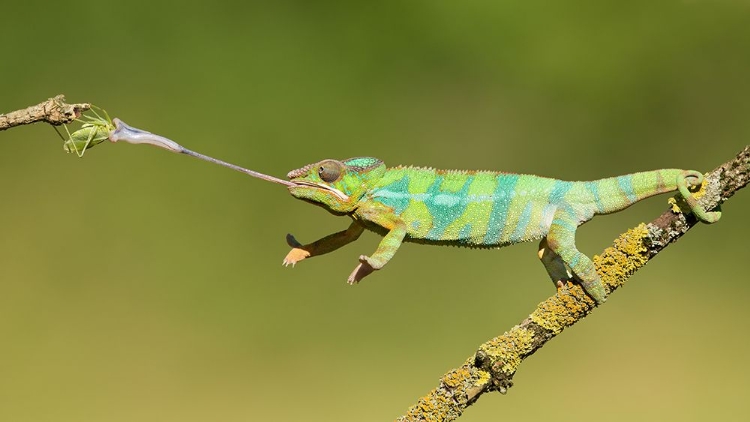 Picture of PANTHER CHAMELEON