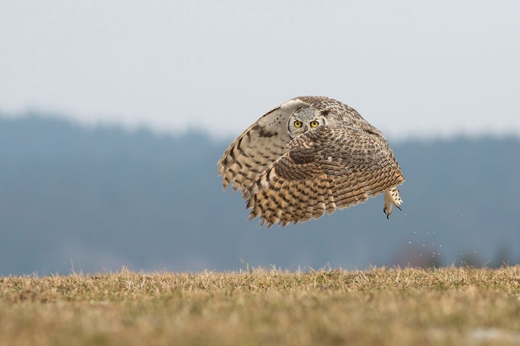 Picture of GREAT HORNED OWL