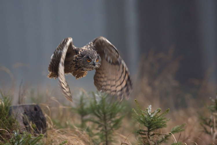 Picture of EURASIAN EAGLE-OWL