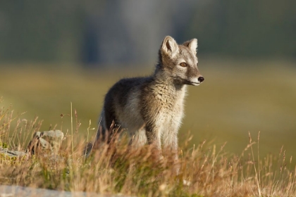 Picture of ARCTIC FOX PUPPIE