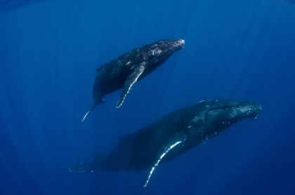 Picture of HUMPBACK WHALES