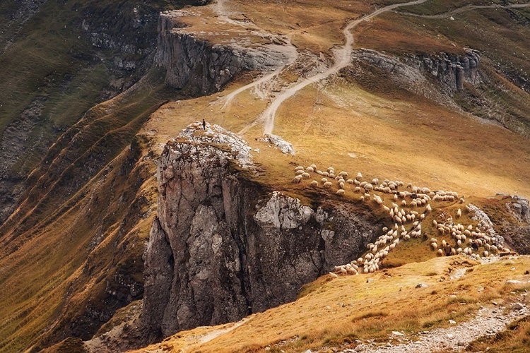 Picture of ALPINE PASTURES