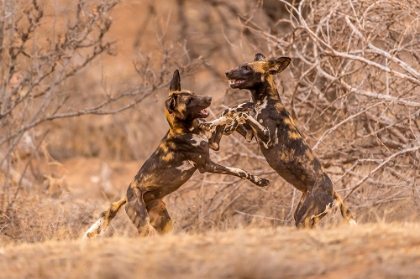 Picture of WILD DOGS AT PLAY