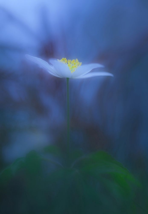 Picture of WOOD ANEMONE