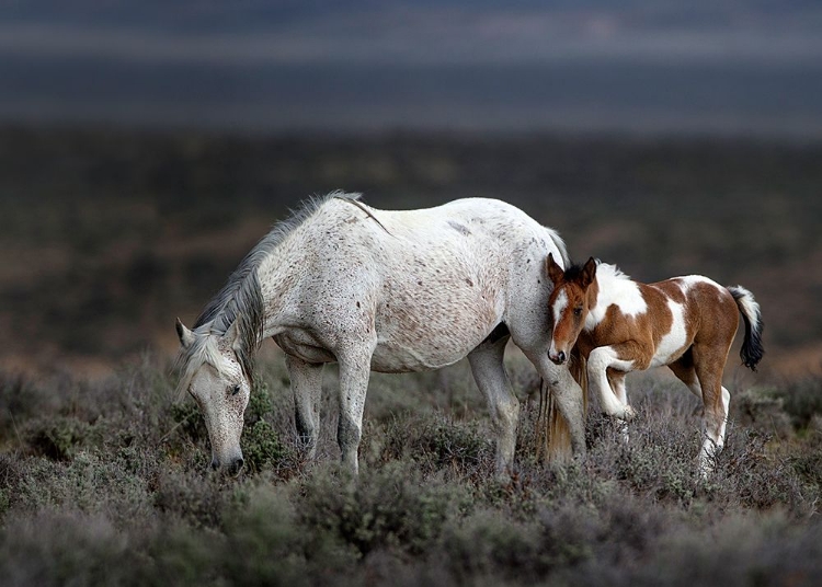 Picture of WILD MUSTANG GENERATIONS ...