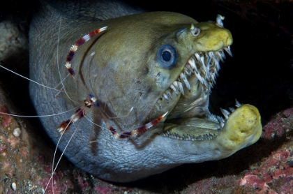 Picture of VIPER MORAY AND BOXER SHRIMP