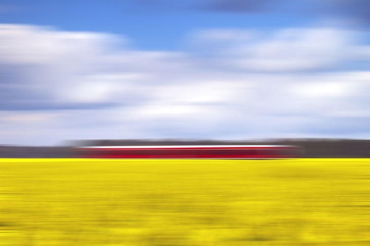 Picture of CANOLA A THE RED TRAIN