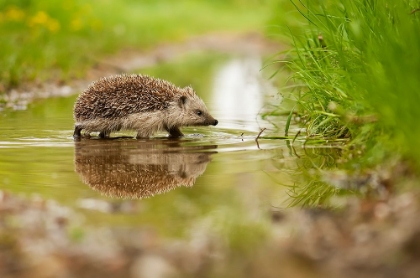 Picture of HEDGEHOG