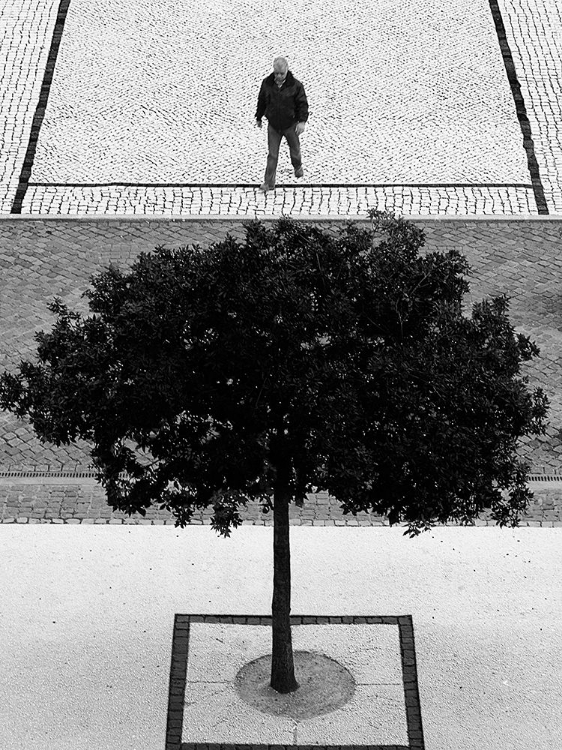 Picture of TWO SILVER TREES