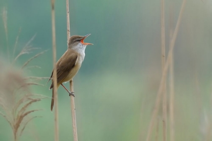 Picture of THE SINGER OF THE REED