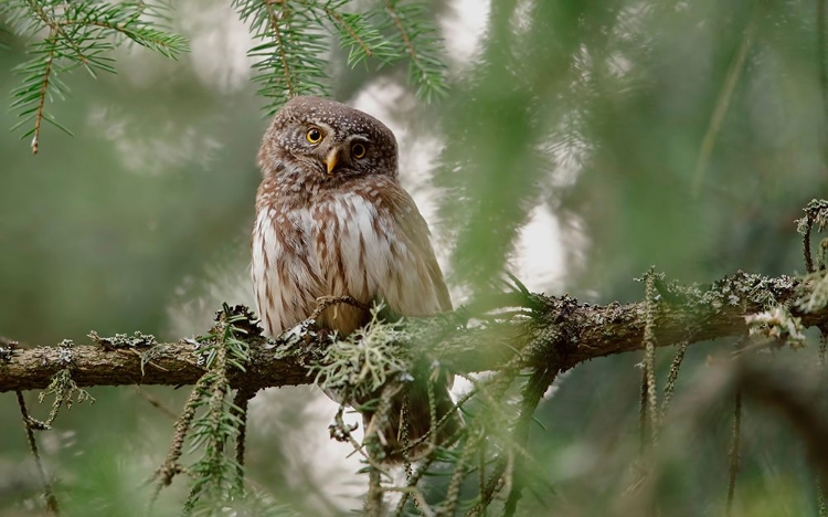 Picture of PYGMY OWL