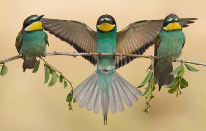 Picture of BEE-EATERS TRIO