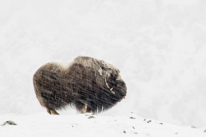 Picture of MUSK OX SOLITUDE