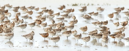 Picture of BAR-TAILED GODWIT 19