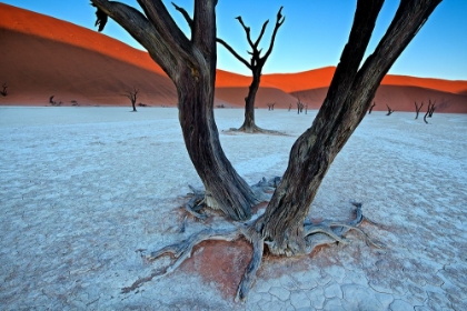 Picture of ANCIENT TREES IN THE VLEI