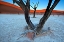 Picture of ANCIENT TREES IN THE VLEI