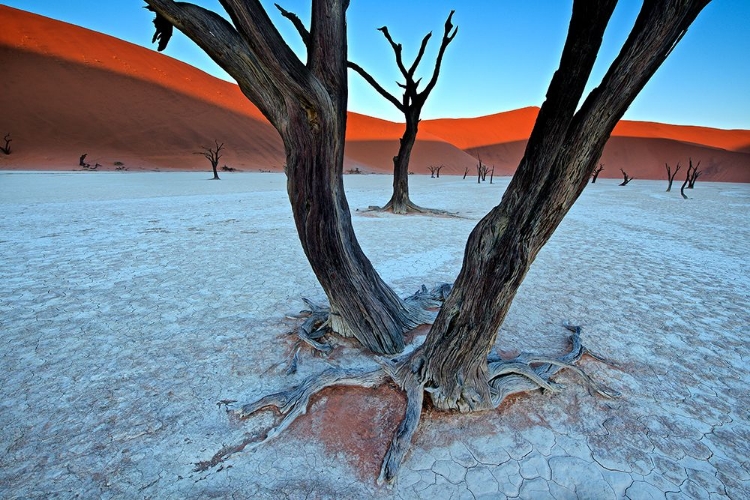 Picture of ANCIENT TREES IN THE VLEI