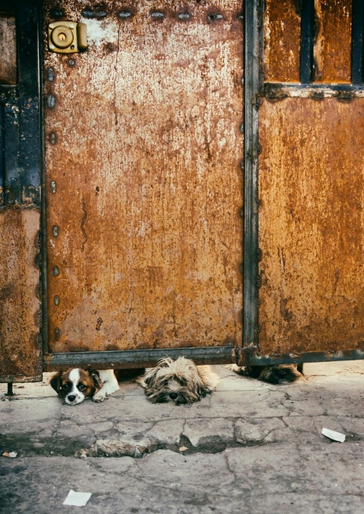 Picture of THREE SAD DOGS