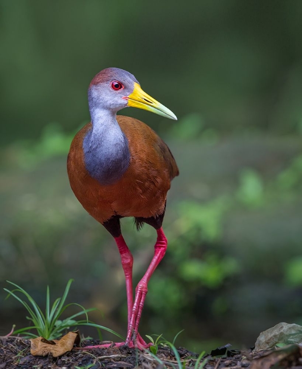 Picture of WOOD RAIL GLIMPSE