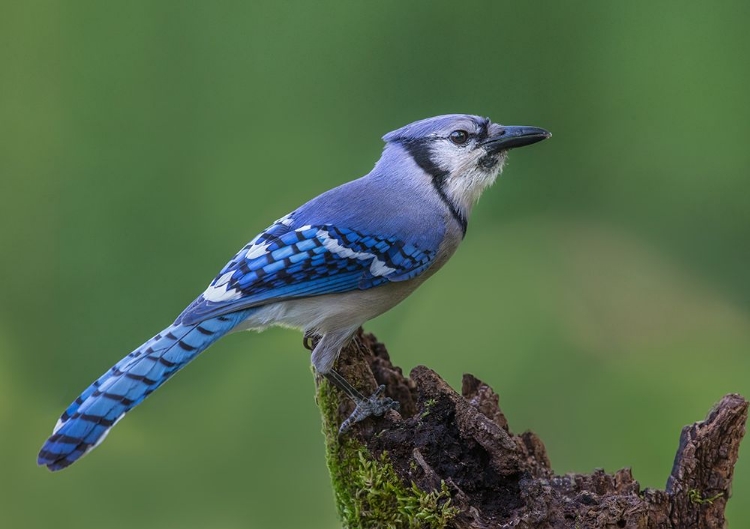 Picture of JUST A JAY