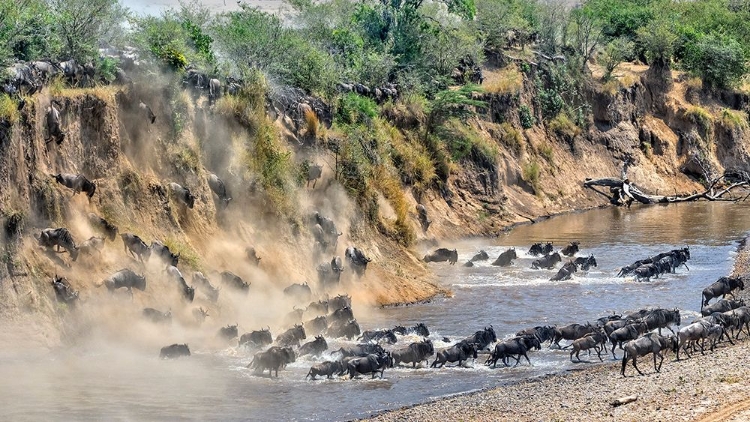 Picture of GREAT MIGRATION