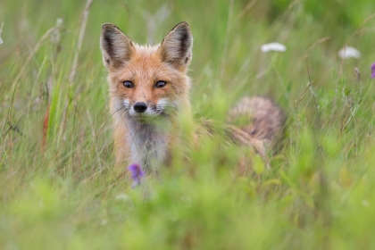 Picture of FOX KIT IN THE MEADOW