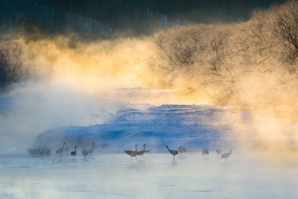 Picture of WAKE-UP DANCE