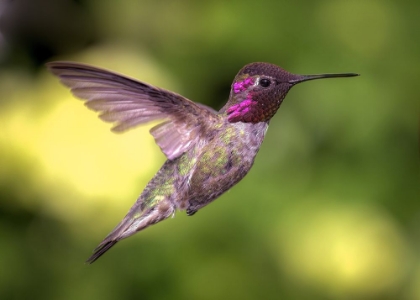 Picture of ANNAS HUMMINGBIRD IN FLIGHT