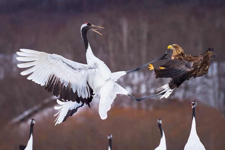 Picture of SAMURAI CRANE