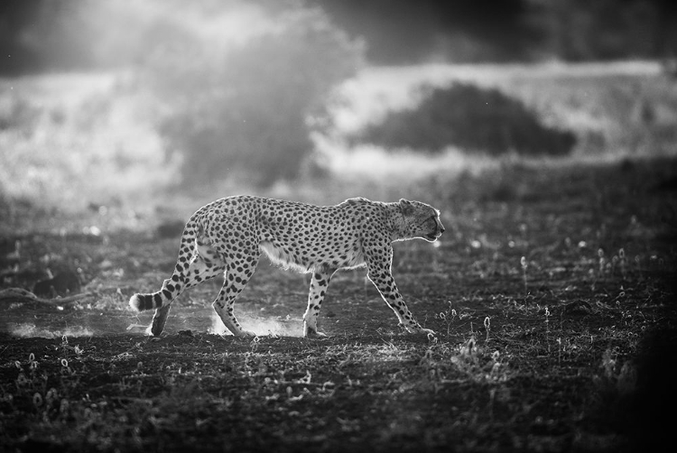 Picture of BACKLIT CHEETAH