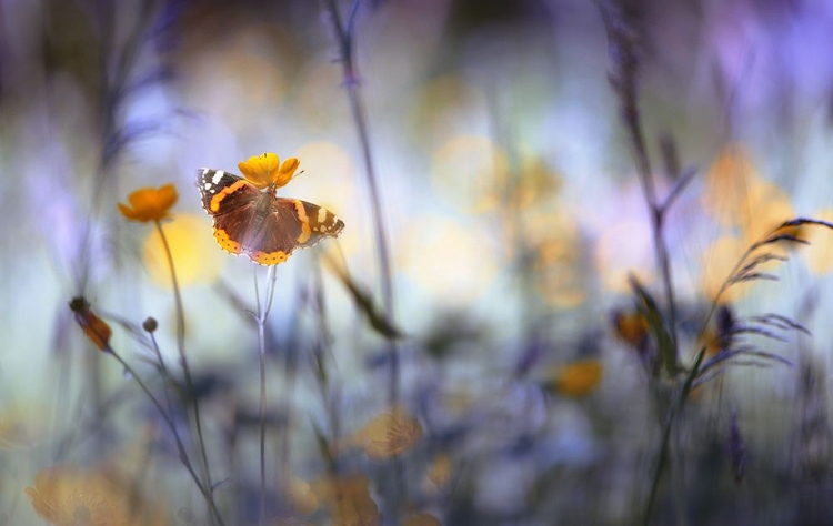 Picture of IN A MEADOW