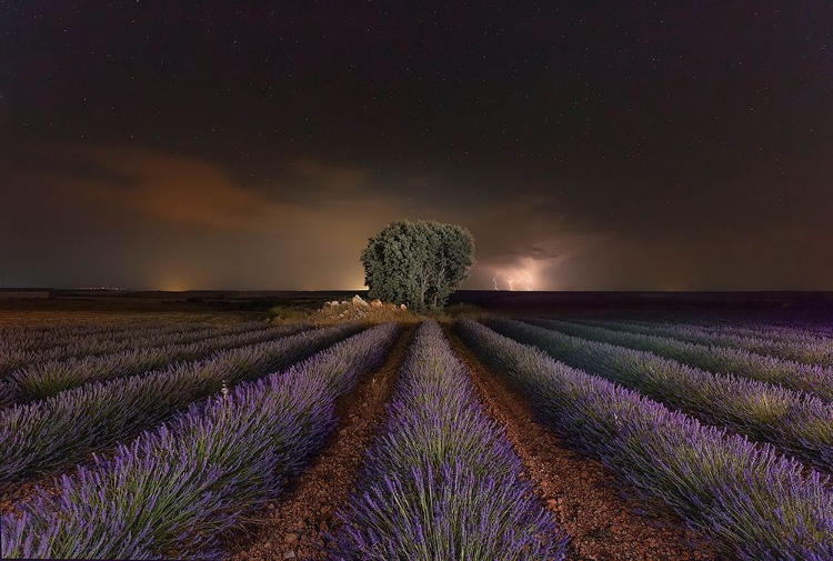 Picture of LAVANDA A RAYOS