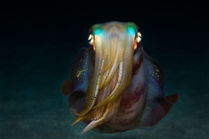 Picture of SQUID