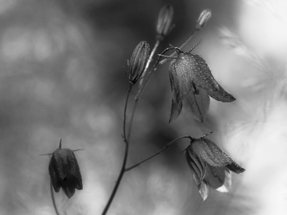 Picture of MONOCHROME BLUEBELLS