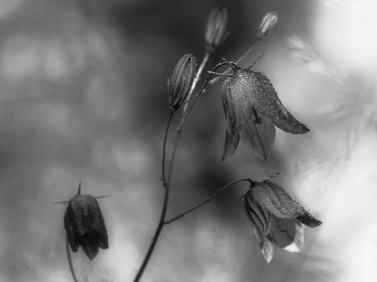 Picture of MONOCHROME BLUEBELLS