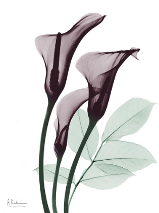 Picture of CHERRY CALLA LILLY TRIO K1