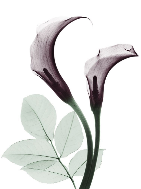 Picture of CHERRY CALLA LILLY DUO