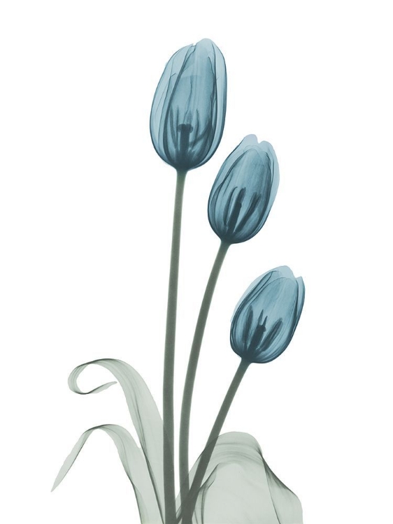 Picture of RETRO BLUE TULIPS 1